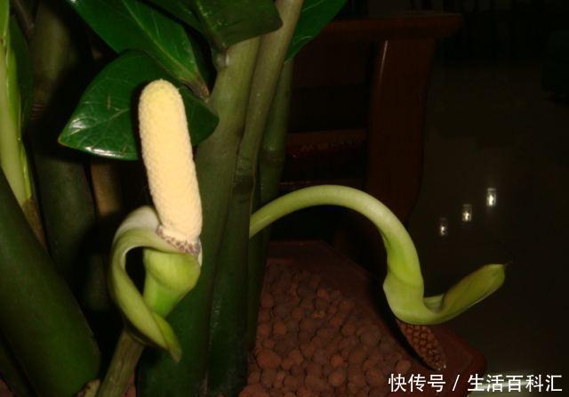 好运|家养金钱树,好运天天来,金钱树养开花,明年就要发财啦