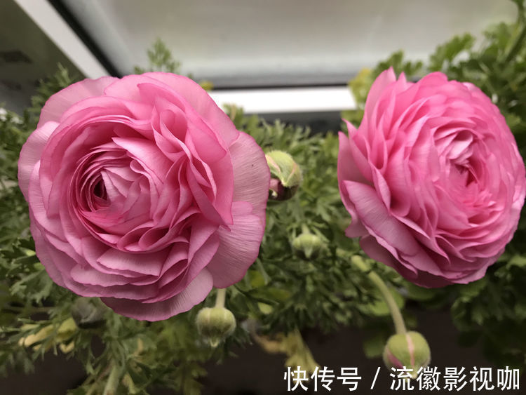 喜欢牡丹,不如养“优良月季”索尼亚里基尔,花繁叶茂,赏心悦目