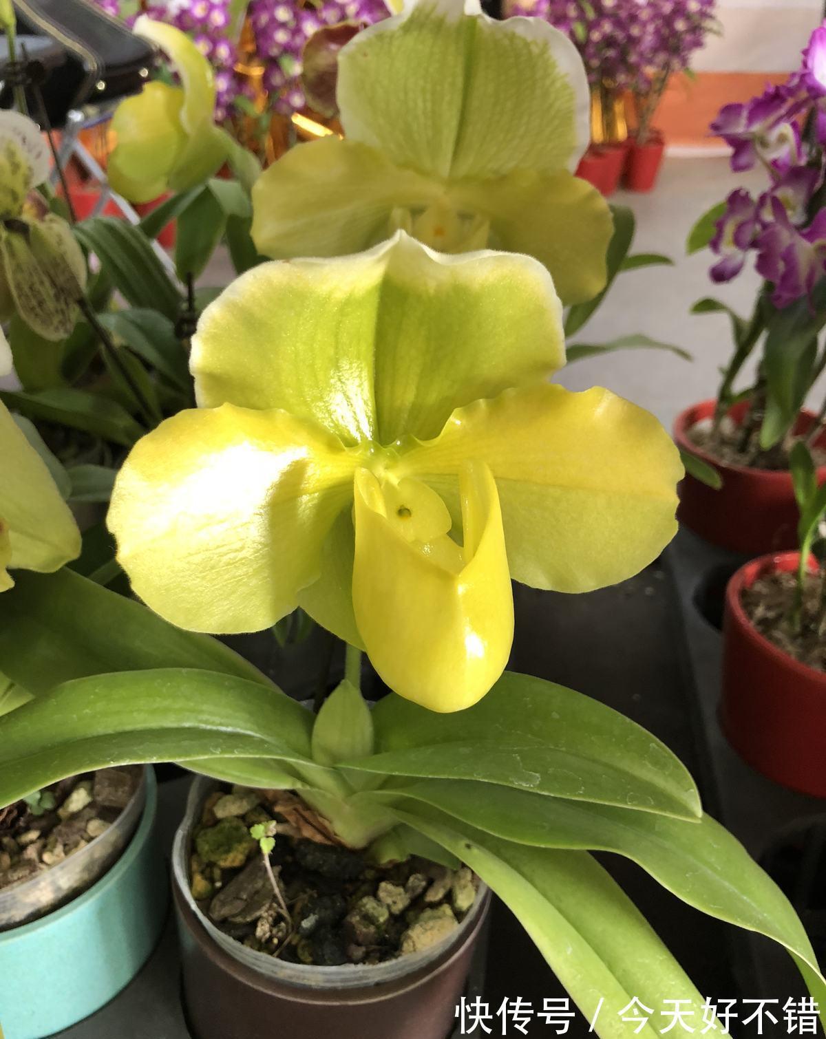 4种花10月份要及时翻盆,今年才会继续开花,不然全烂在盆里