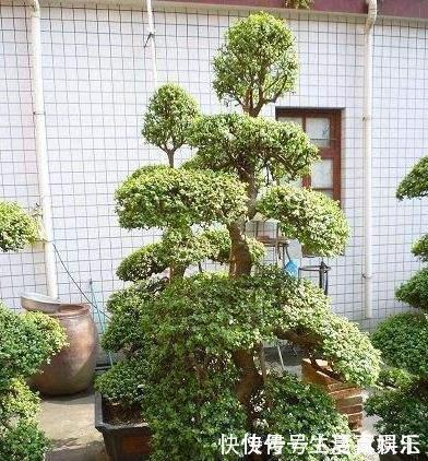 修剪|养金枝玉叶,一个小技巧,盆栽变成漂亮盆景,叶绿枝多姿态优美