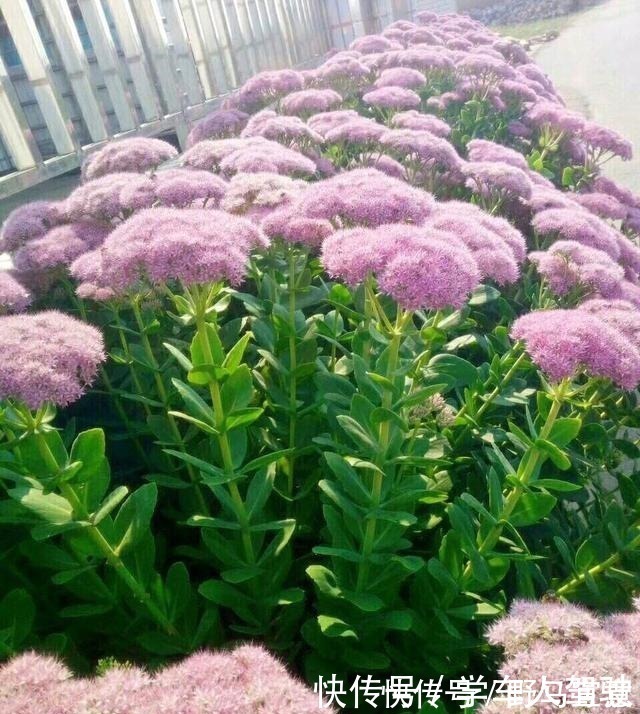 枝条|有院子一定要养“2种”花,剪1根枝条“沾土就活”,变成小花园!