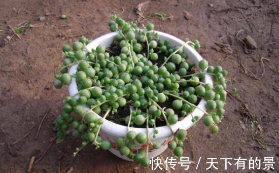 佛珠吊兰|珍珠吊兰枯萎了怎么办,忽略几点容易造成珍珠吊兰叶片萎蔫哦
