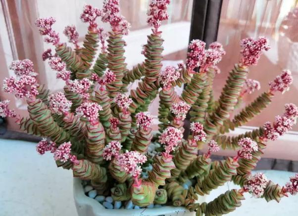 钱串景天、星乙女，多肉里的吉祥物，好看好养，还能招财！