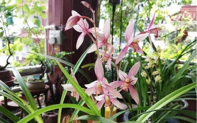 养兰花,想要长得壮,开花多,“这3点”缺一不可,别忽视