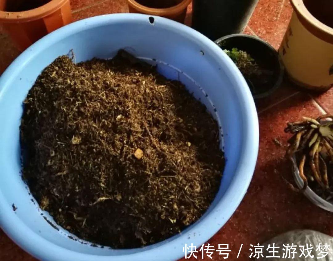 花盆里出现这东西，赶紧换土，不然一浇水就烂根
