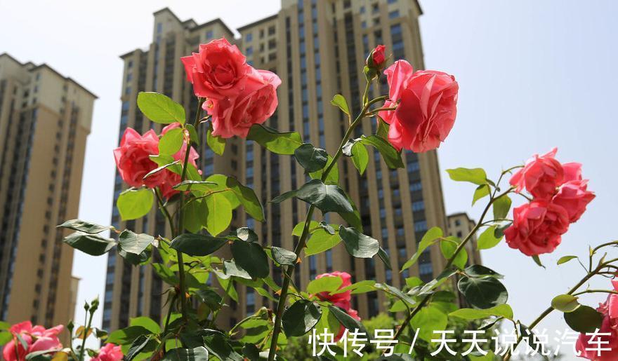 养护|三种花,开花好看还好养,养一盆家里天天有花看