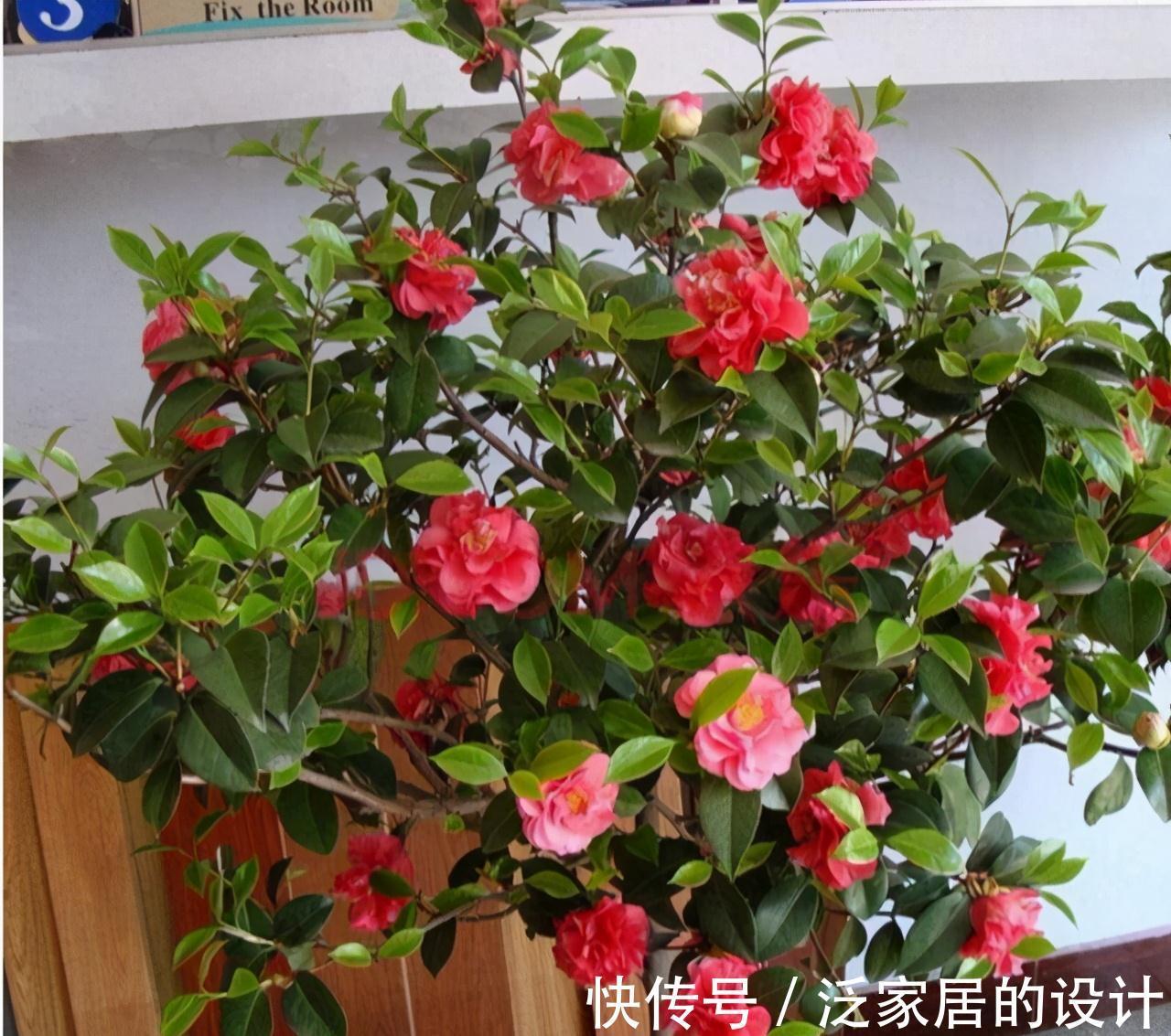 放弃月季吧，此花一开就是小半年，花型大如脸盆，价位很亲民