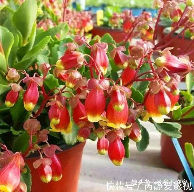 花友|此款花卉，好养易爆盆，比牡丹还漂亮，开花硕大香味浓！