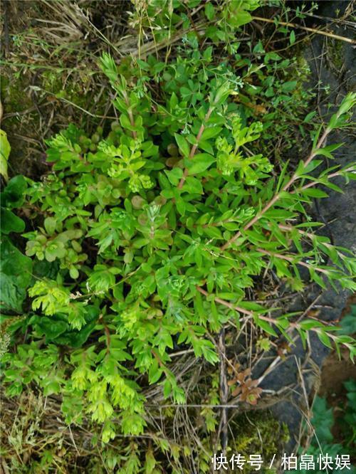 石头缝里的“野多肉”,看到挖几棵,种盆里,能长一大片,美死了