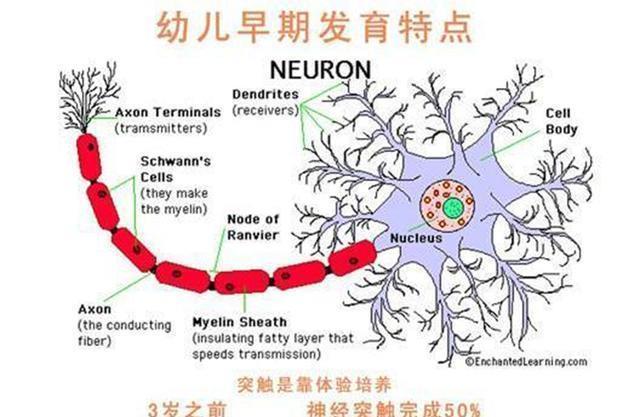 父母|哈佛大学研究:孩子一生中变聪明的时机很短暂,家长千万不能错过