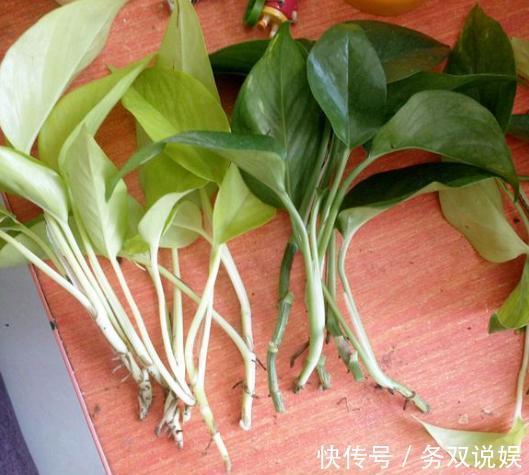 扦插绿萝,“2种”方法任你选,操作简单,7天生根,15天长新芽!