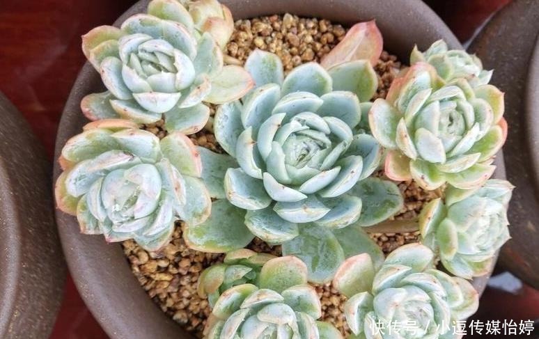 多肉休眠期到底能不能浇水？一句话说透，一看就懂，肉肉顺利度夏