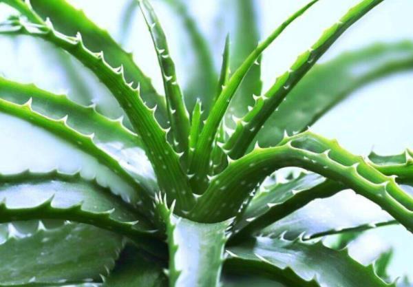 聪明人都养“4种花”，身体越住越健康，起码长寿十年