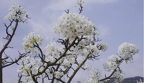 中年|春游眉山，这些赏花打卡地你去了吗