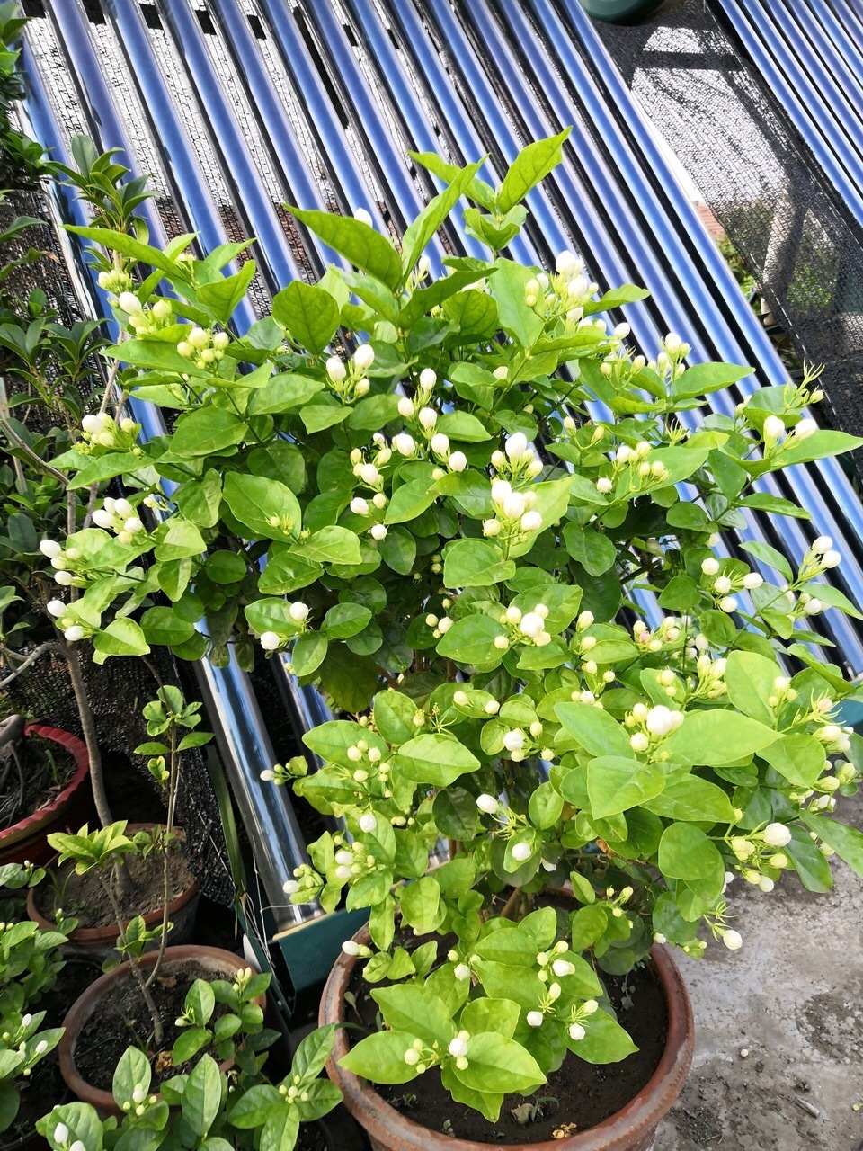 满园|茉莉花养成“老桩”,1次开花上百朵,满园花香,技巧有4个