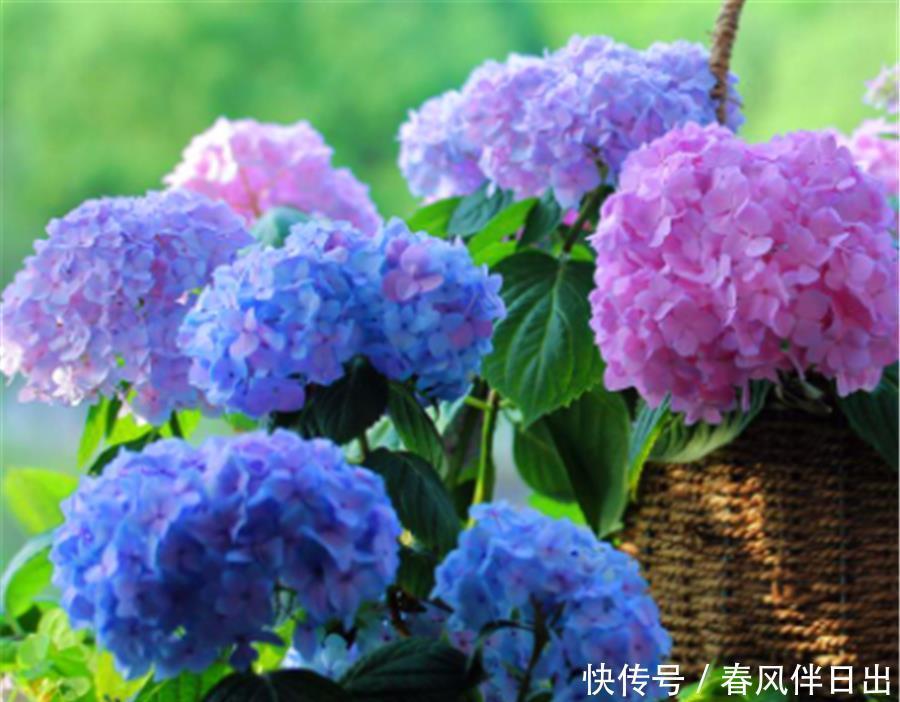 夏天|8种专属于夏天的“开花之王”,不怕热不怕晒,光照充足就爆盆