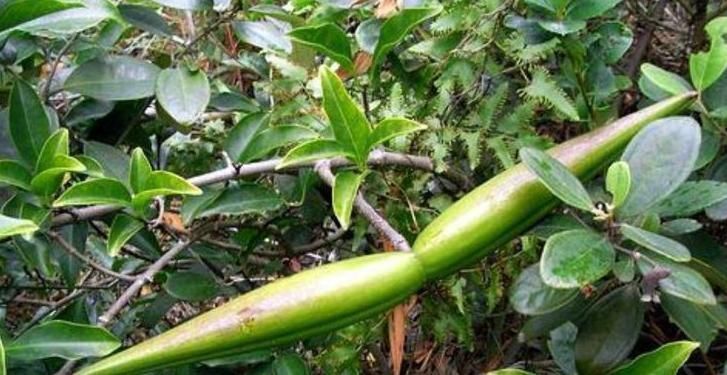 农村|农村一种野草,人称“羊角藕”,长田里就被砍,却有很多用处