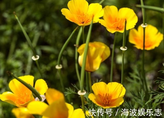 花菱草花苞少教你“几个”小技巧,养护轻松,花开艳丽,美极了