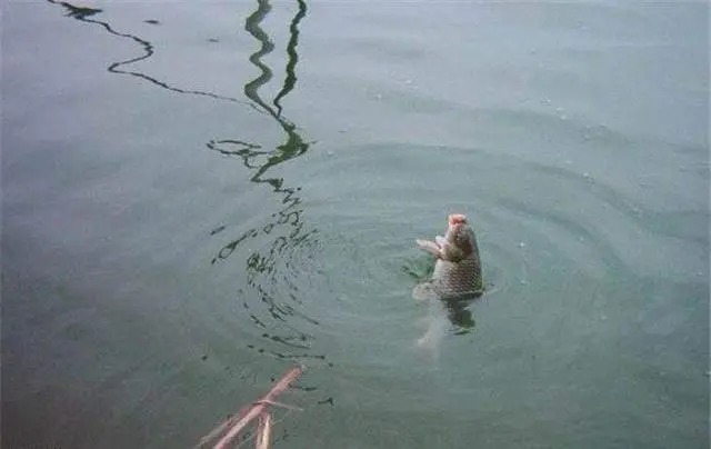 冬钓鲫鱼“漂相”乱？这样一调，吃口全是黑漂，提竿就中！