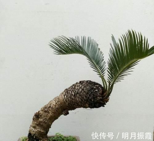 花友会|6种漂亮花,不仅外形美,还越养越值钱,富贵人家都爱养!