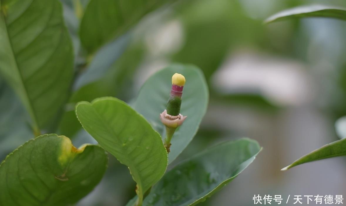 果树|盆栽柠檬想要开花多结果多,几点很重要,做好了能收获满满