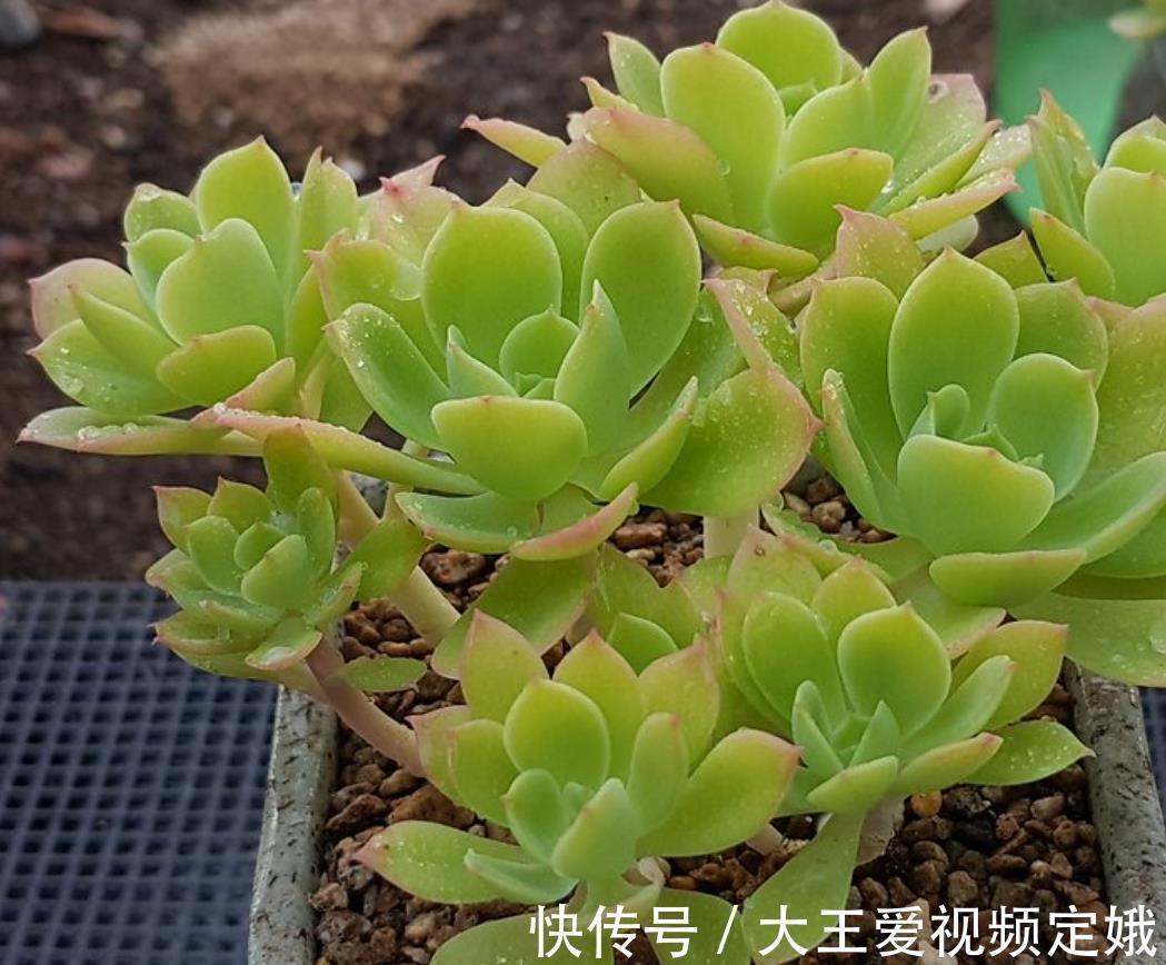 植株|多肉柠檬玫瑰太好养了吧,4个小技巧养出手捧花,颜值超级漂亮