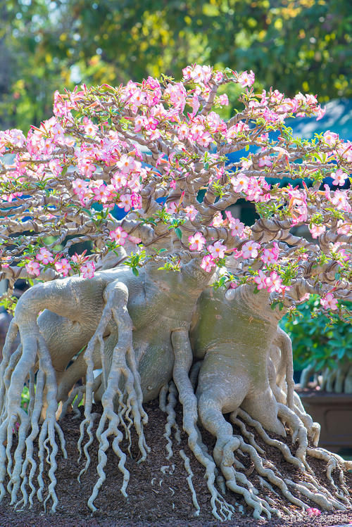 黄叶|怕水的“5种花”,再喜欢也别乱浇水,浇“错”就烂根黄叶