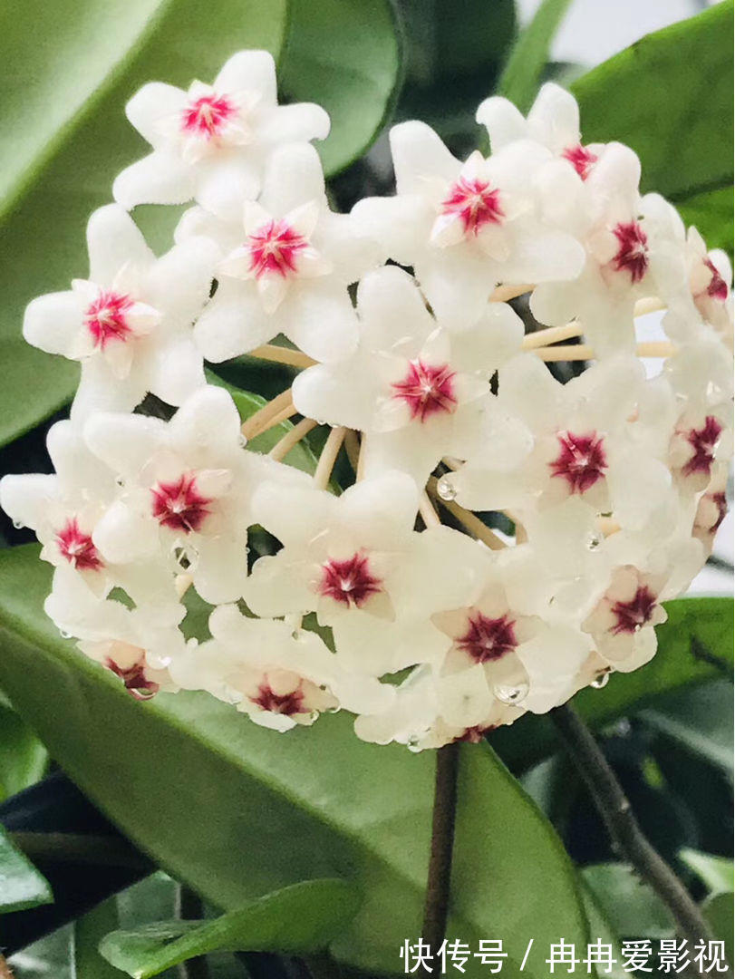 秋季养花大合集，30种花，你想要的我全有！