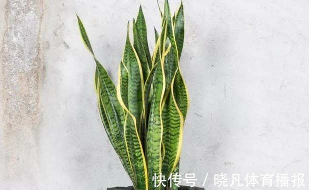 养花|喜欢养花，先戒掉7个坏习惯，不然啥花也养不好，你占了几个？