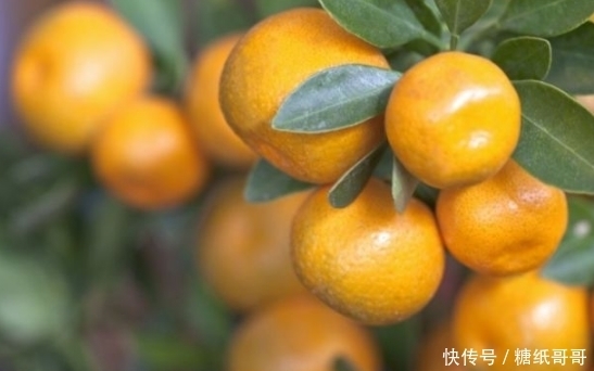 功效|金桔功效多,不过3种人尽量少吃对身体无益,快来了解一下吧