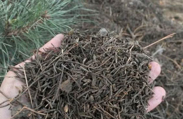 养不好花推荐1个小配方，叶绿花艳长得旺，年年花开效果好