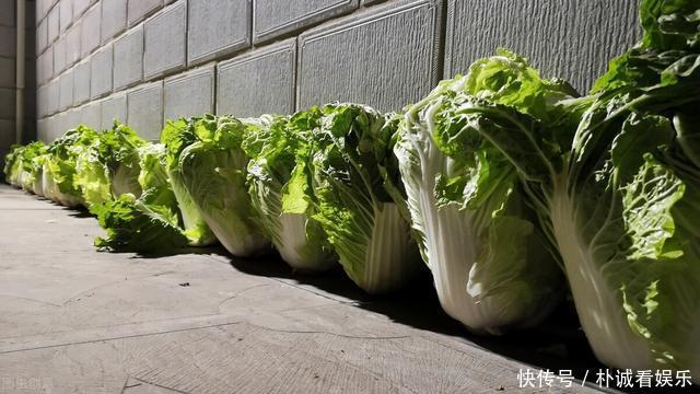 大白菜别直接放地上保存,教你1招保鲜方法,买多了也不怕坏