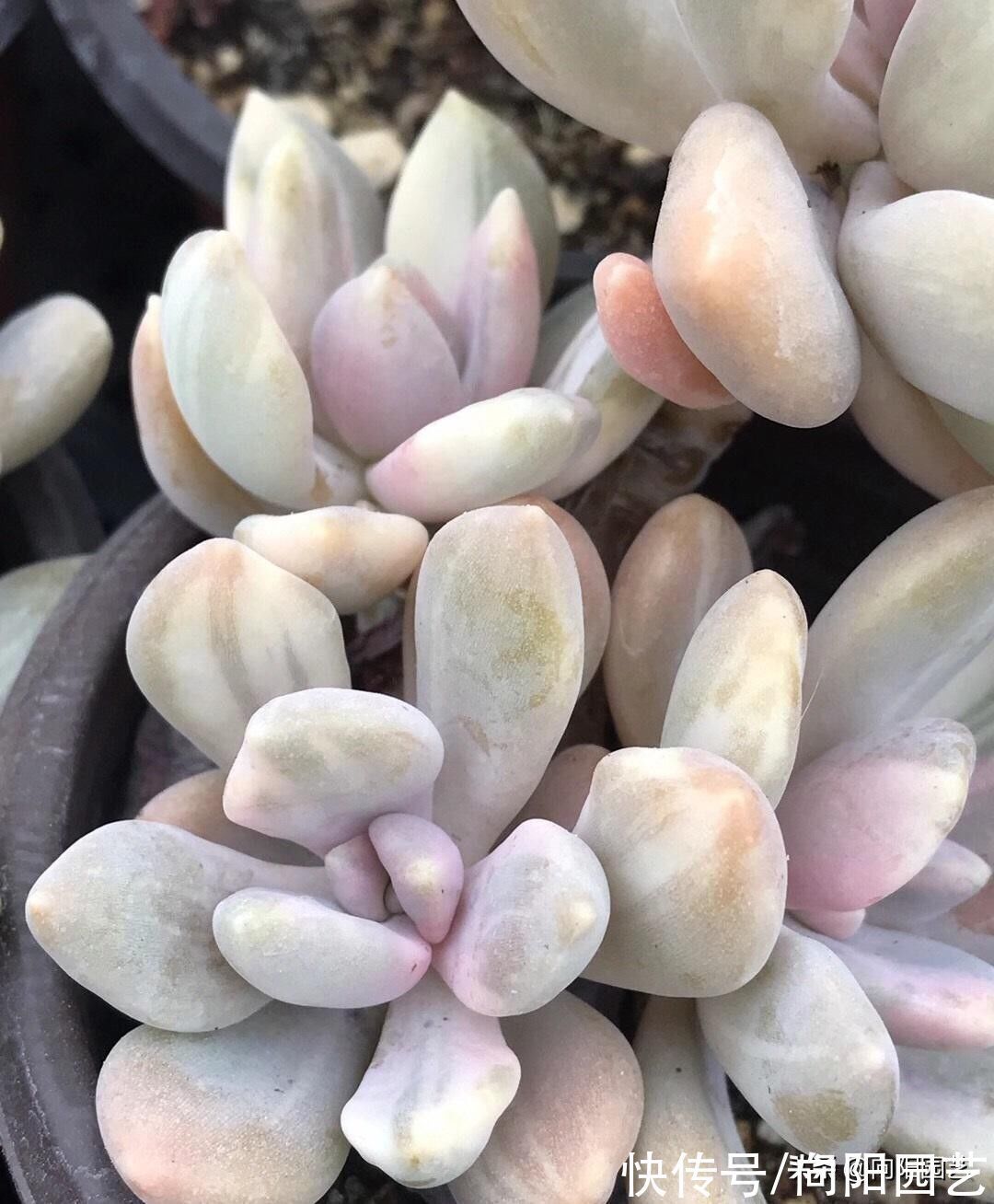 变异|3类多肉不要买,锦化,缀化,药锦,看起漂亮,死亡率很高