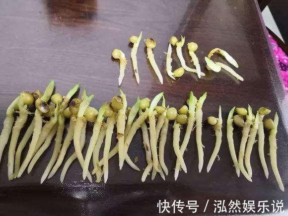 发芽|君子兰还在买种子丢盆里就发芽，一次播种30盆，很快变大户！