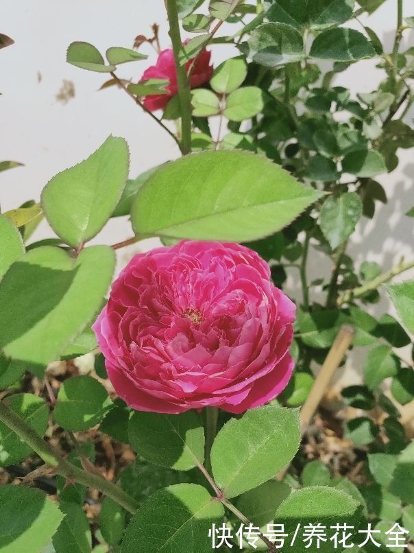 养花烂根不光浇水太多,其实有4个原因,对症下药是关键