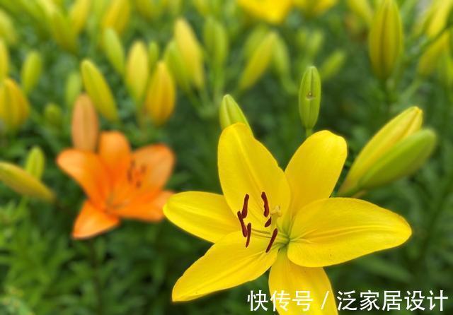 纯洁|沈阳沈水湾公园：最美最仙百合花