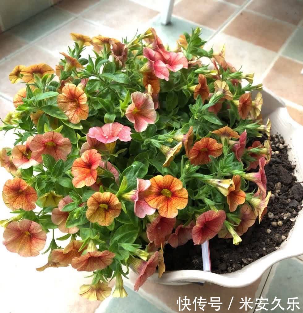 阳台上|百万小铃这样养,美得不要不要的,冠幅大开花多,阳台太美了