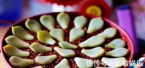 枝条|养花爱好者看过来这15种花现在“扦插”，生根快，一个周就长芽