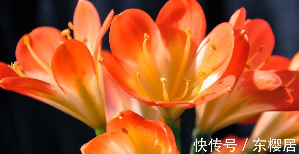 君子兰冬季几天浇一次水最合适,干而不燥,润而不湿要知晓