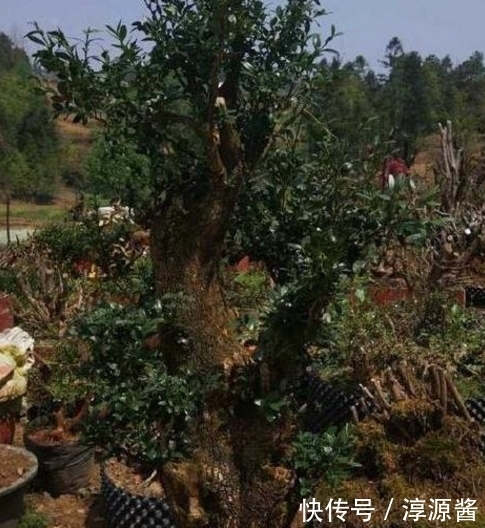 鉴赏|盆景鉴赏:一棵黄杨提根15年,这么粗的根头一次见!