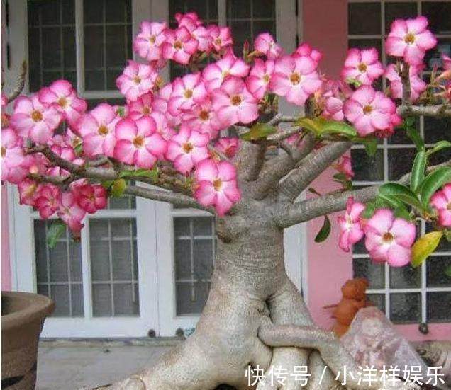 原产地|一个月不浇水都不会死的盆栽花卉，轻松把它养爆盆