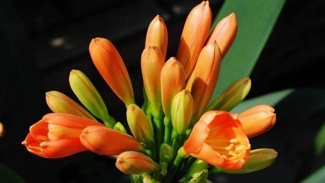 君子兰|养君子兰,“深盆”好,还是“浅盆”好选错了,不长叶,难开花!