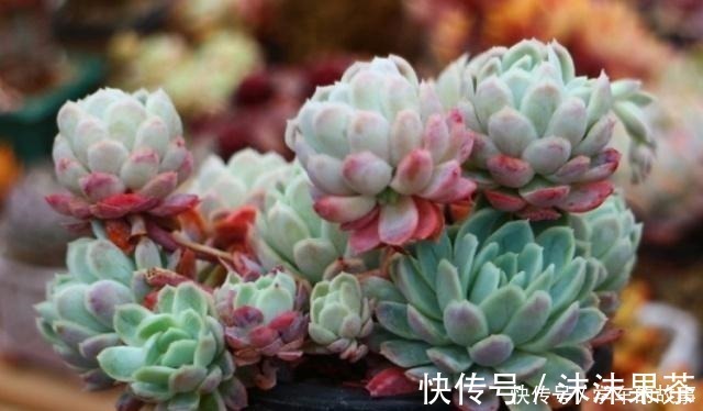 多肉植物|这4种情况要给多肉“砍头”，注意5点，1棵变2棵还带爆头效果！