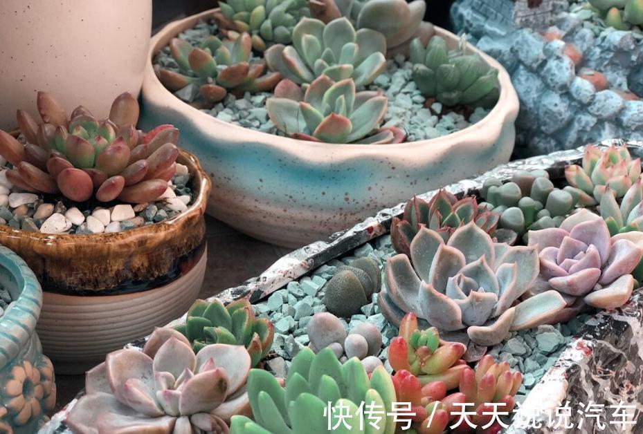 温度对多肉根系的生长,到底有什么影响