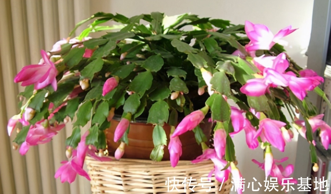 害怕蟹爪兰夏季打蔫,告诉你几个关键操作,让它叶片油绿硬挺