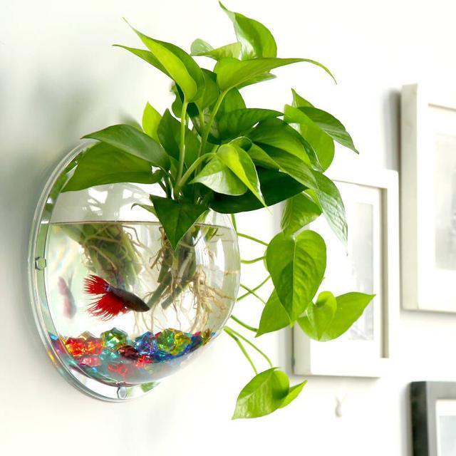 水培绿萝,施肥要谨慎,一个不注意,黄叶满盆,臭味满屋