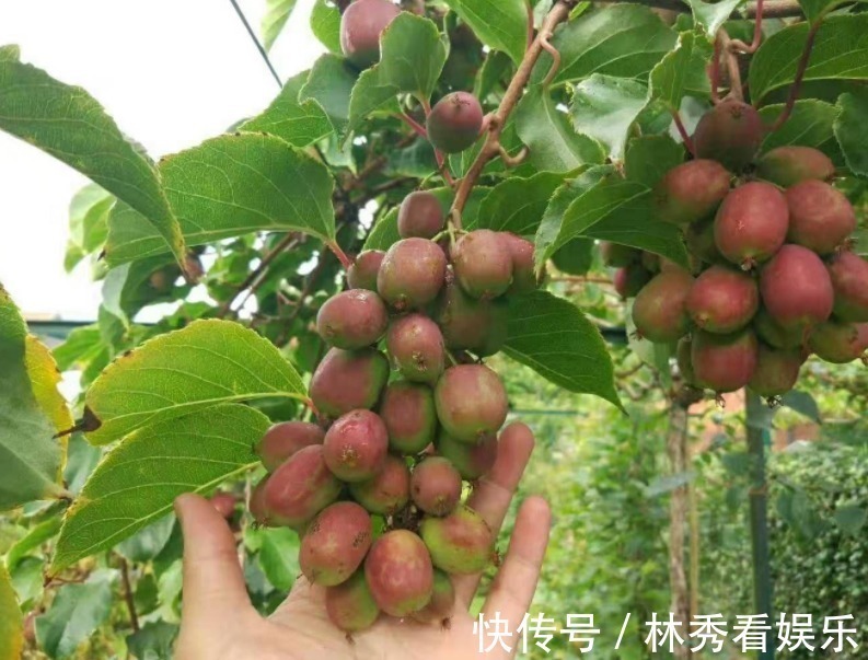 走红|院子里别养无花果树了,一果树新品种走红,栽越多越好