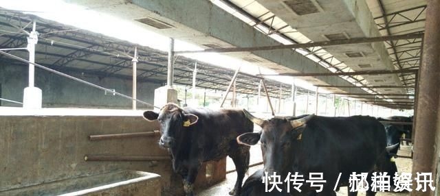 范蠡&4首幽默好玩的古诗词,诗词居然如此有趣,千年后让人笑出声