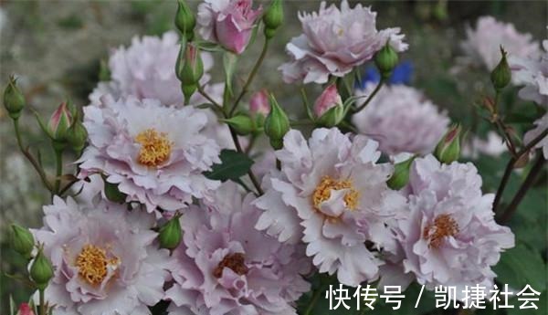 6种冷门月季，看一眼就中“毒”，没养的人都后悔了！