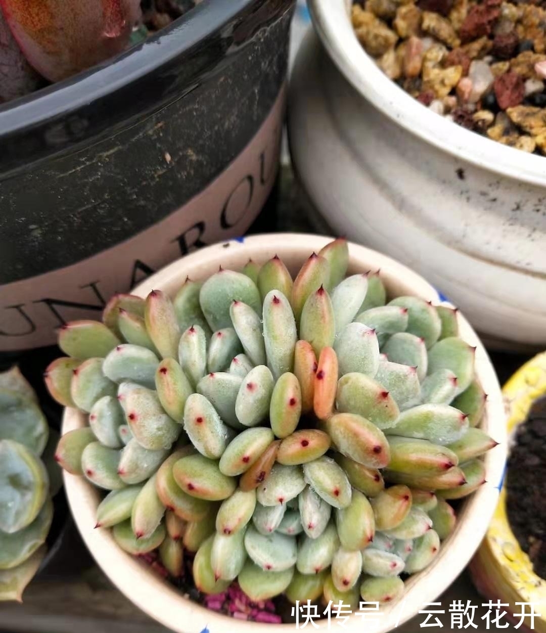 免费的多肉,总是活得特别好